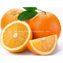 Top Qualité Chinois Navel Orange